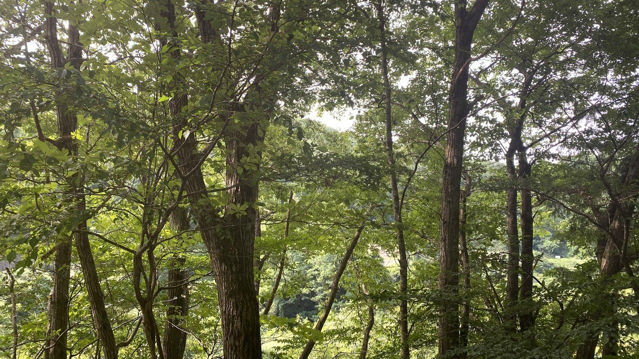 伝説のミヤマクワガタを求めて 飛騨の森でオトナの昆虫採集 竹本 純 Note