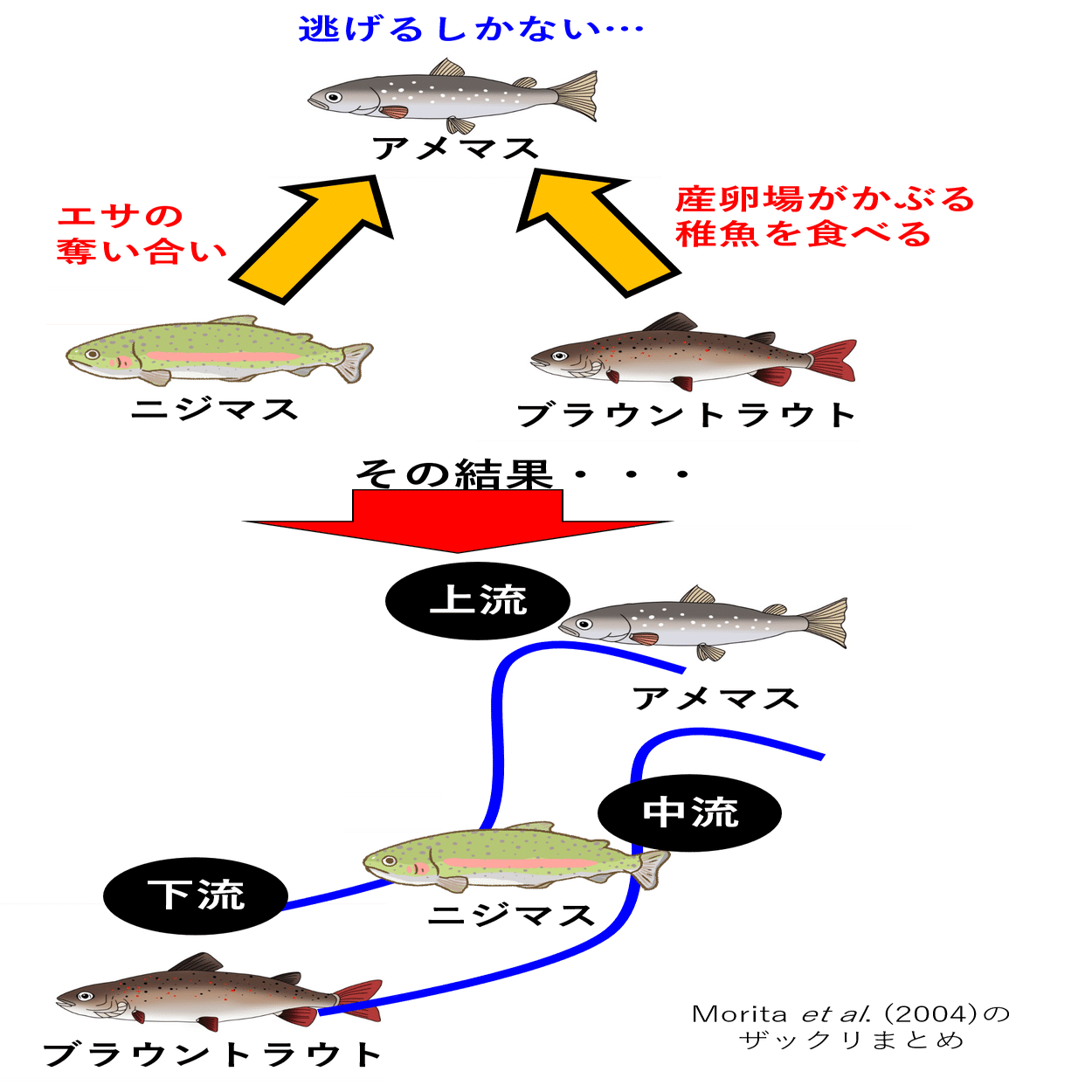 トラウトが大好きな場所はどこだ Nipon Hitode Note