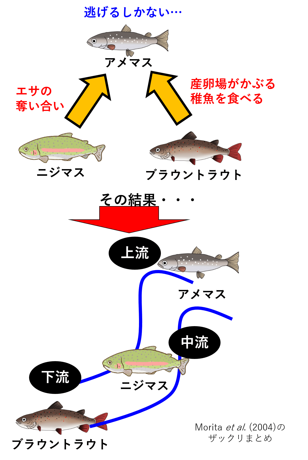 トラウトが大好きな場所はどこだ Nipon Hitode Note トラウトが大好きな場所はどこだ Nipon Hitode Note