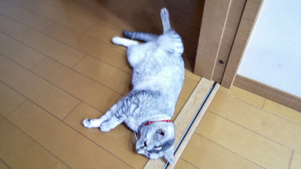 猛暑が続きウチのネコがお疲れの様です｜AOKI建設｜note