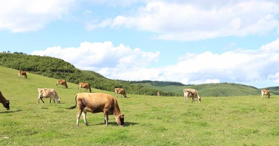 山と牛と人間と なかほら牧場さんが生み出す最高級の牛乳 Yoloz Magazine Note
