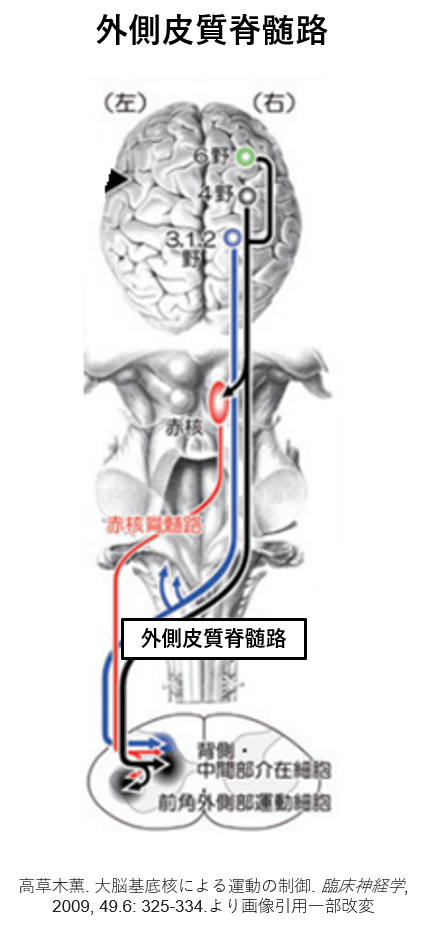 外側皮質脊髄路