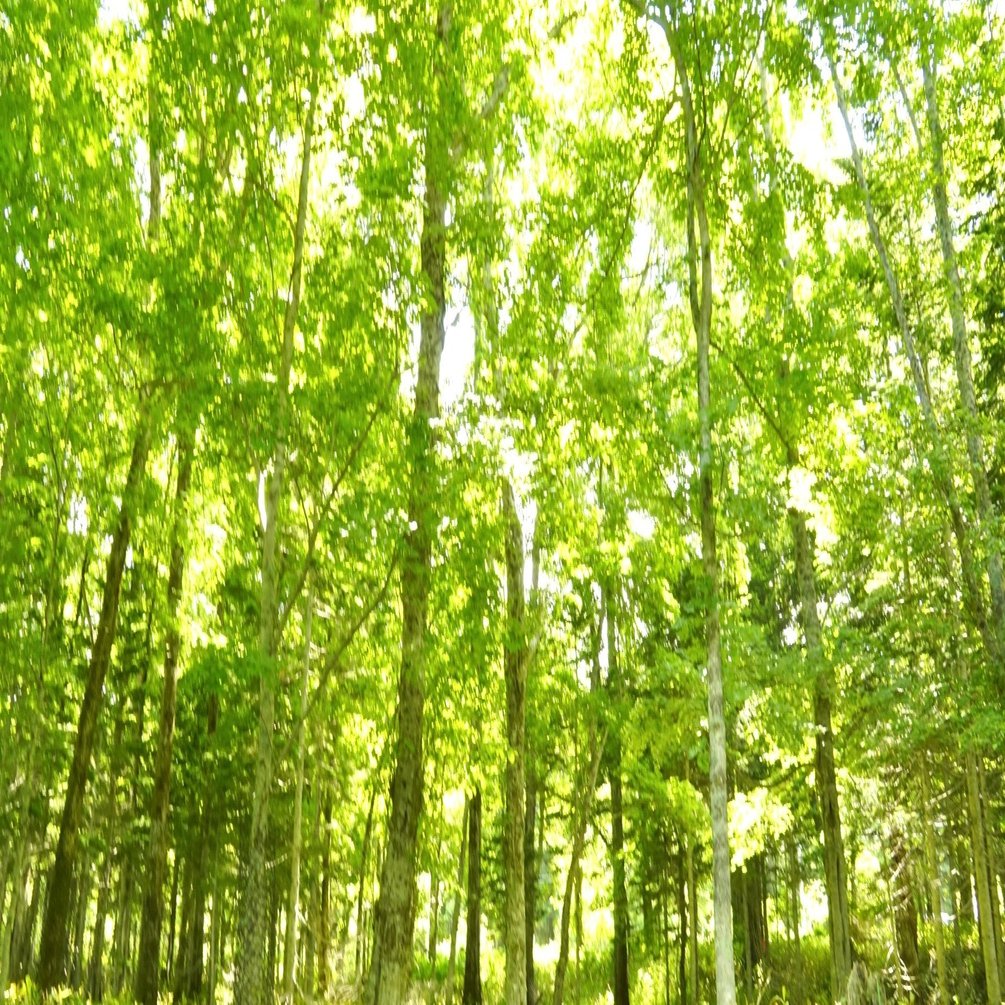 阿寒湖の森歩きが10倍楽しくなる 倒木更新の仕組み 鶴雅リゾートデジタルコンシェルジュ Note