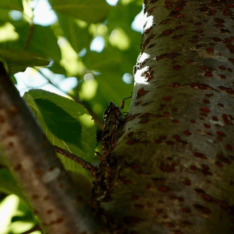 鳴いてるな、と声の方を見たら、いた

#写真　#デジタル写真機　#カメラのたのしみ方　#まだまだ夏