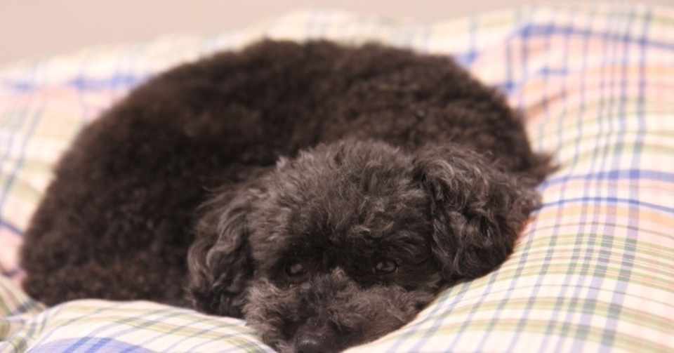 ぼくは鞠ではありません こたろう犬です 小太郎日記 ぼくのたいせつな日々 その2 長谷部浩 Note