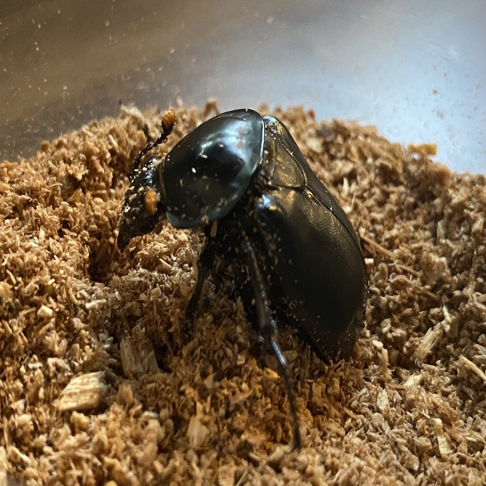 強烈な匂いを放つ掃除屋 クロシデムシを捕まえた｜Noriaki Kawanishi