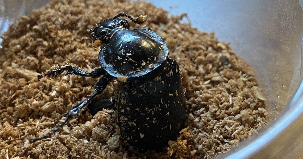 724d48aea25bf3d7a858c8d31ca9ae