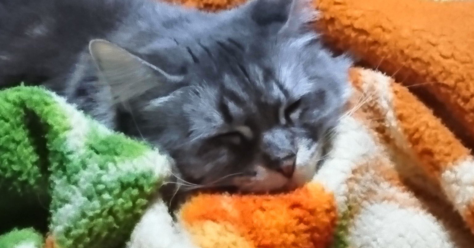 ねこ かわいい ねこ好き必見の猫童話 フリー台本 はれのそら 台本垢 シチュエーションボイス 童話 短編 Note ねこ かわいい ねこ好き必見の猫童話 フリー台本 はれのそら 台本垢 シチュエーションボイス 童話 短編 Note