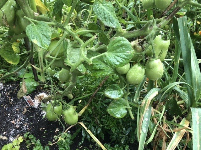 Heirloom Tomato エアールームトマト ブームは 大手タネ会社の農業支配への自然回帰派の反旗 の夢を見つつ 4種の比較試食記を徒然なるままに カナダ発 ホリスティック グルメ 美健楽ベジタリアン の自炊自足ライフ Note Heirloom Tomato エアールームトマト ブームは 大手タネ会社の農業支配への自然回帰派の反旗 の夢を見つつ 4種の比較試食記を徒然なるままに カナダ発 ホリスティック グルメ 美健楽ベジタリアン の自炊自足ライフ Note