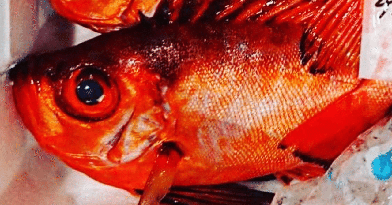 新潟 佐渡沖のチカメキントキ 魚が来る 明日 新潟から 鮮魚通販 Note