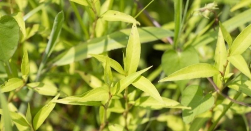 週末投稿 つれづれ有用植物 46 タデ科イヌタデ属 ヤナギタデ Pingubanana Note 週末投稿 つれづれ有用植物 46 タデ科イヌタデ属 ヤナギタデ Pingubanana Note