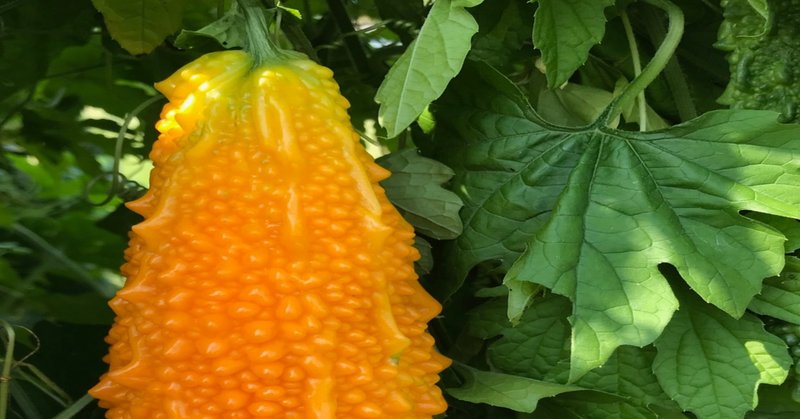 週末なので家庭菜園 秋 冬野菜の植え付け準備完了 飯野 修 Note
