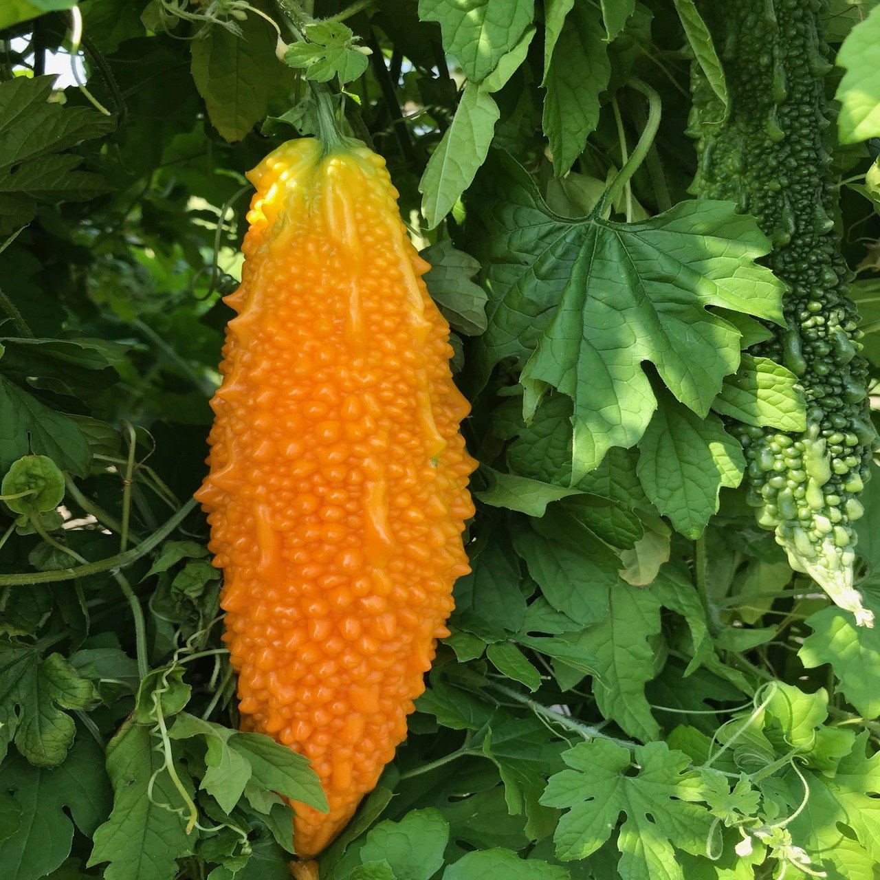 週末なので家庭菜園 秋 冬野菜の植え付け準備完了 飯野 修 Note
