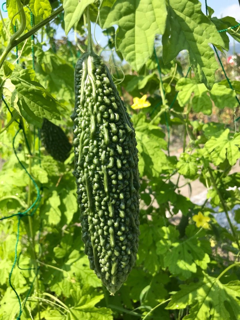 週末なので家庭菜園 秋 冬野菜の植え付け準備完了 飯野 修 Note