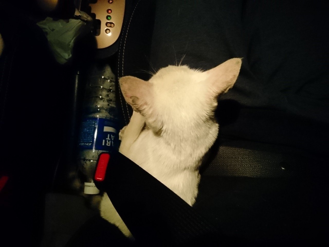 子猫を保護しました。｜ゆき｜note