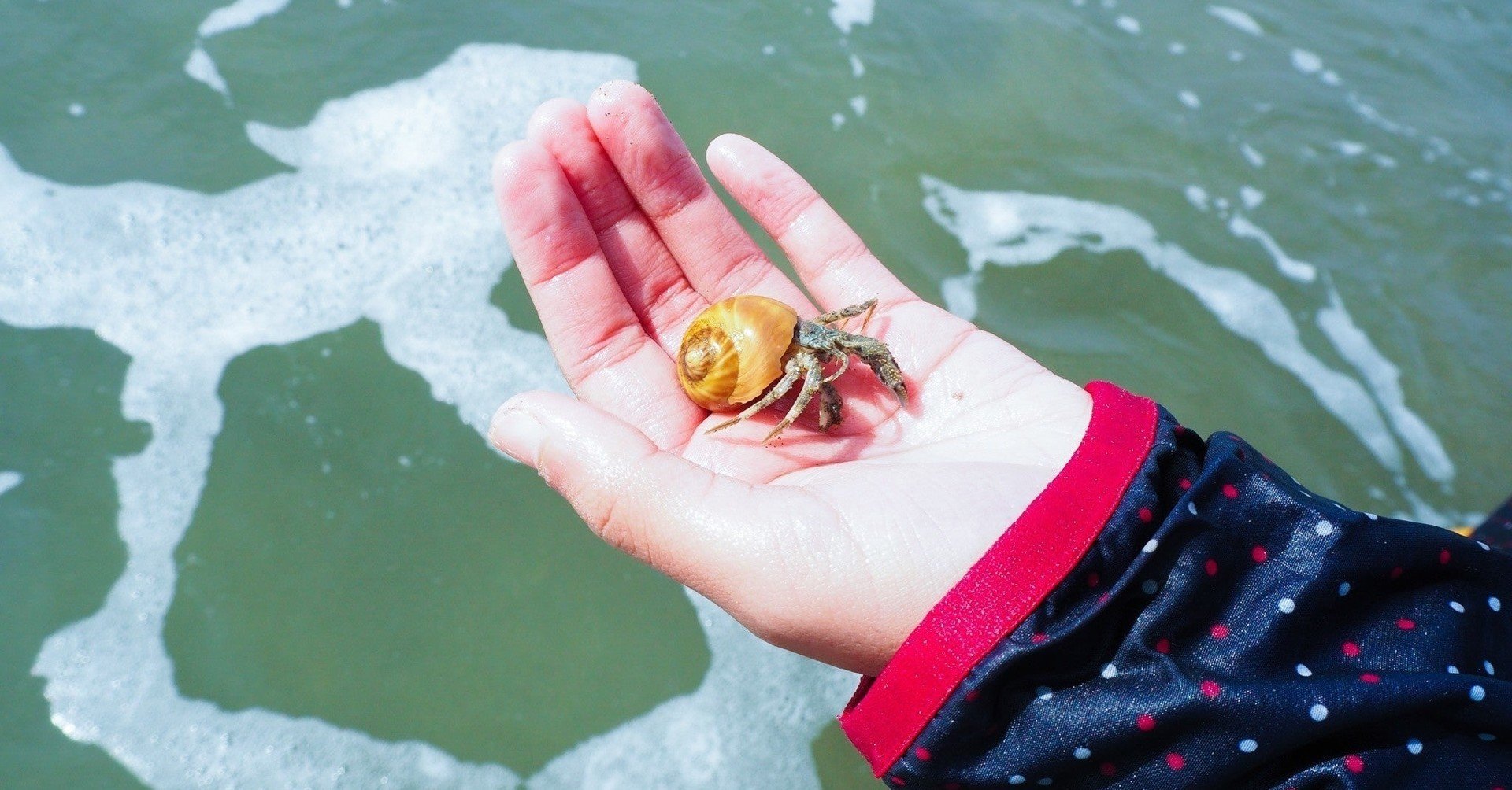 ポケモン ヤドランの育成論 物理受け型 チョッキ型 メガシンカ型 タヌト Note ポケモン ヤドランの育成論 物理受け型 チョッキ型 メガシンカ型 タヌト Note