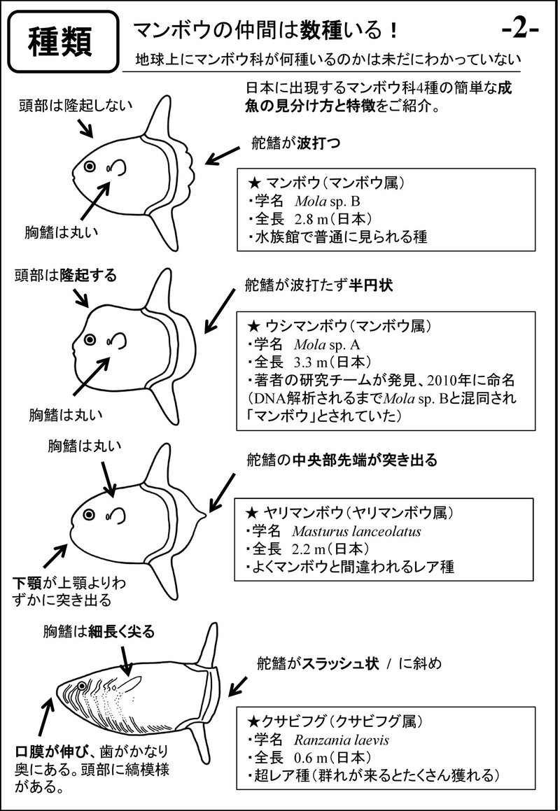 同人誌 水族館でマンボウを見るのが楽しくなるマンボウ初心者のための本 17年 ウシマンボウ博士 Note