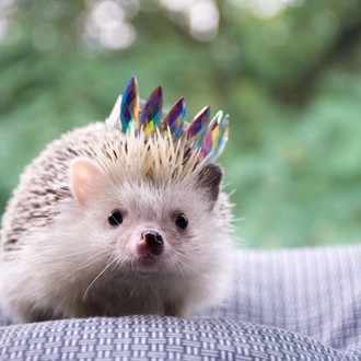 望みを叶えるために必要な要素 桃ひな Note