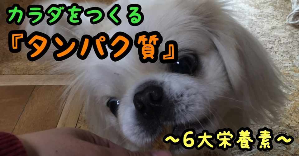 カラダをつくる栄養素 タンパク質 6大栄養素 ドッグライフサポーター 獅子パパ Note