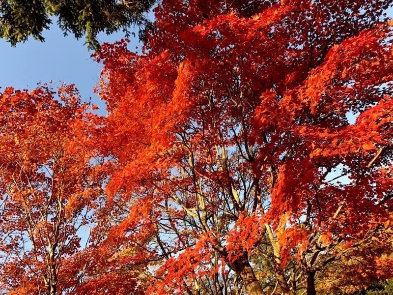 横谷渓谷の紅葉 紅葉の名所 茅野 やざき Note
