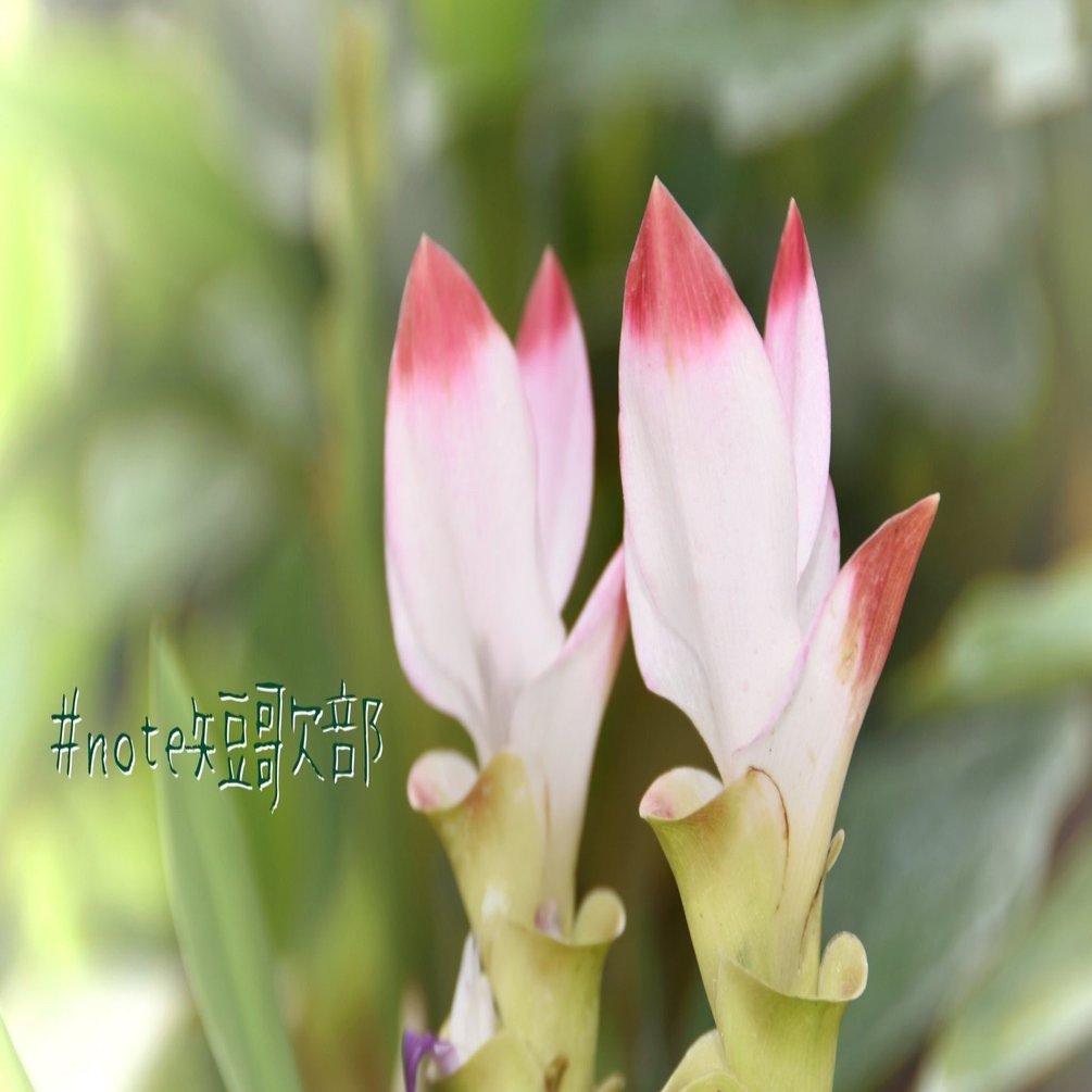 短歌 8月22日 誕生花は鬱金 Note短歌部 御子柴 流歌 Note