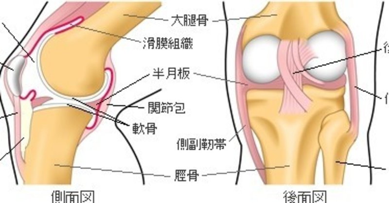 膝関節の解剖学