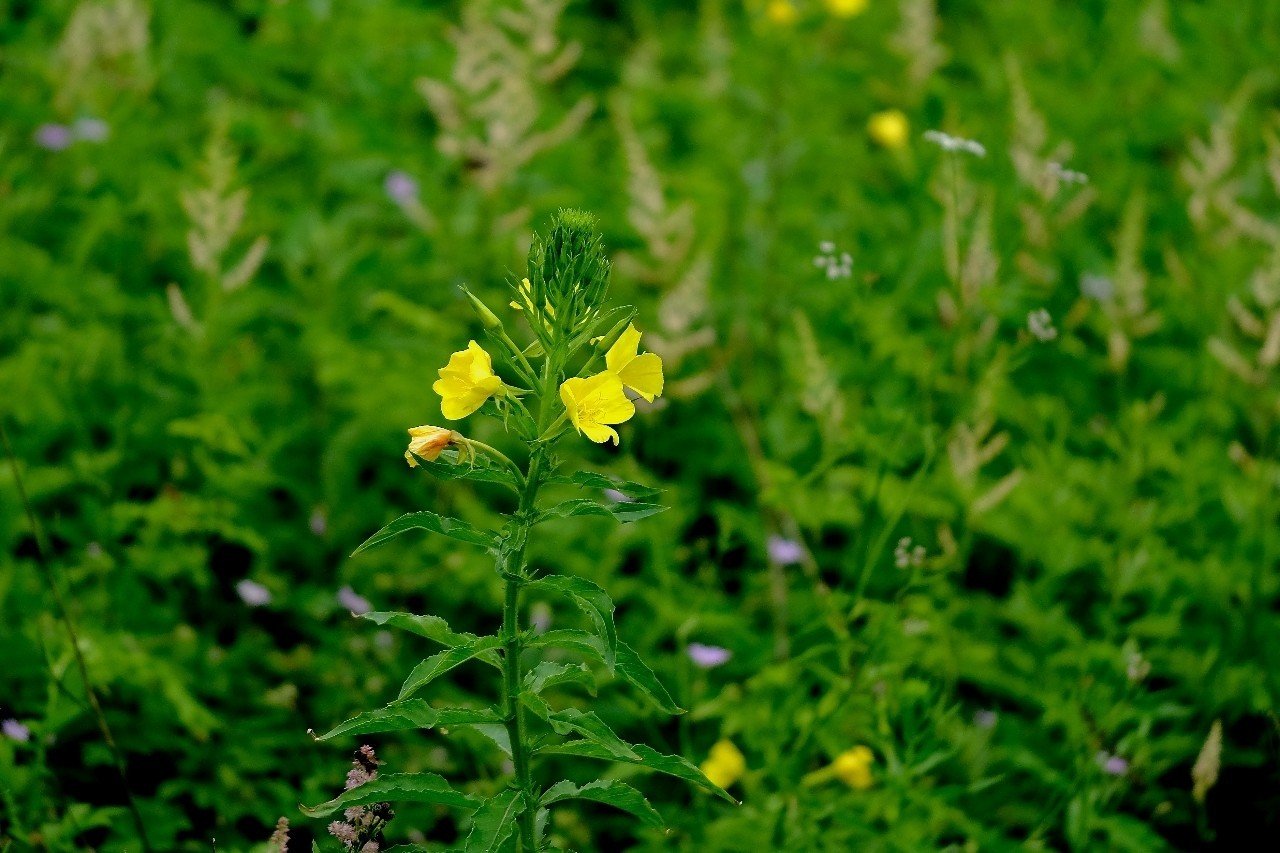 明るい黄色の花 オオマツヨイグサ Hhaannaaiihh Note
