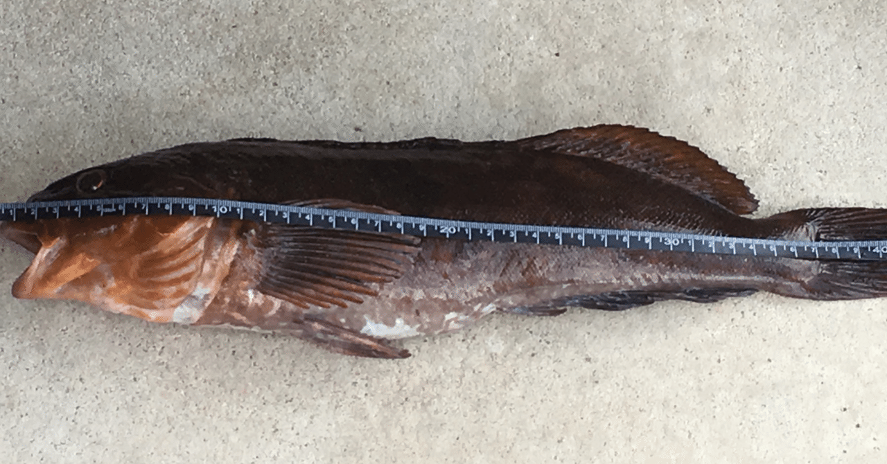 アブラメ アイナメ Note De Noto Note