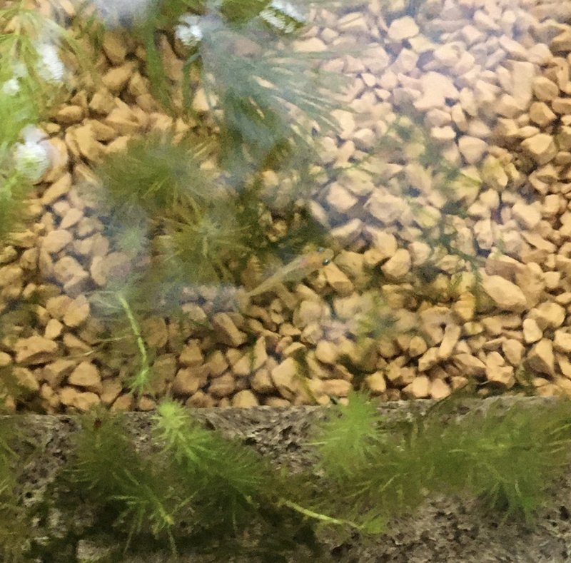 No 43 シマドジョウとうジョウ アクアポニックス 水槽初心者 Note