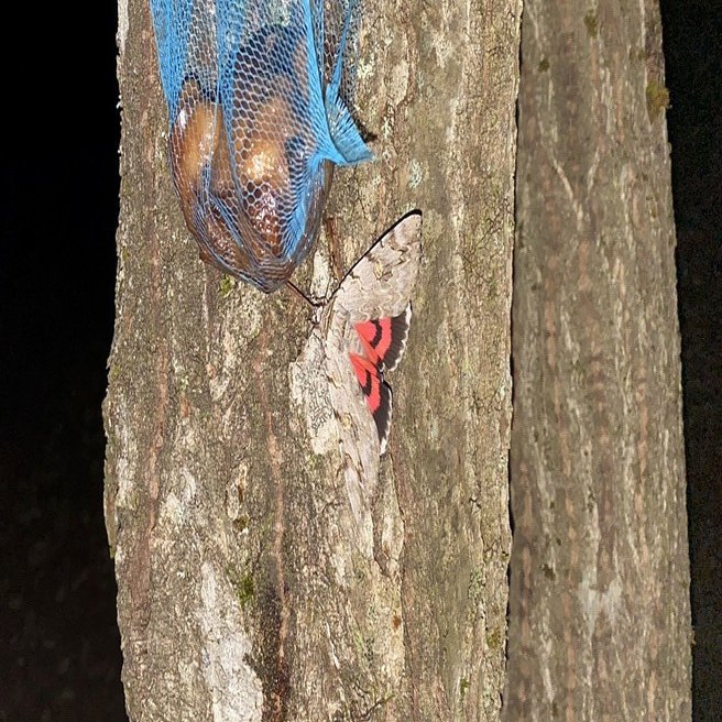 伝説のミヤマクワガタを求めて 飛騨の森でオトナの昆虫採集 竹本 純 田舎スローライフとデザインの記録 Note