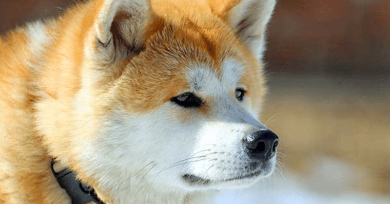秋田犬が海外で大人気 みのまろならなな Note