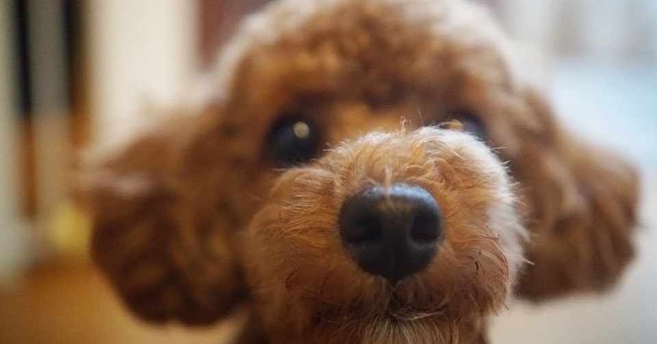 犬バカと言われてもわんこに感謝 もてぎん Note