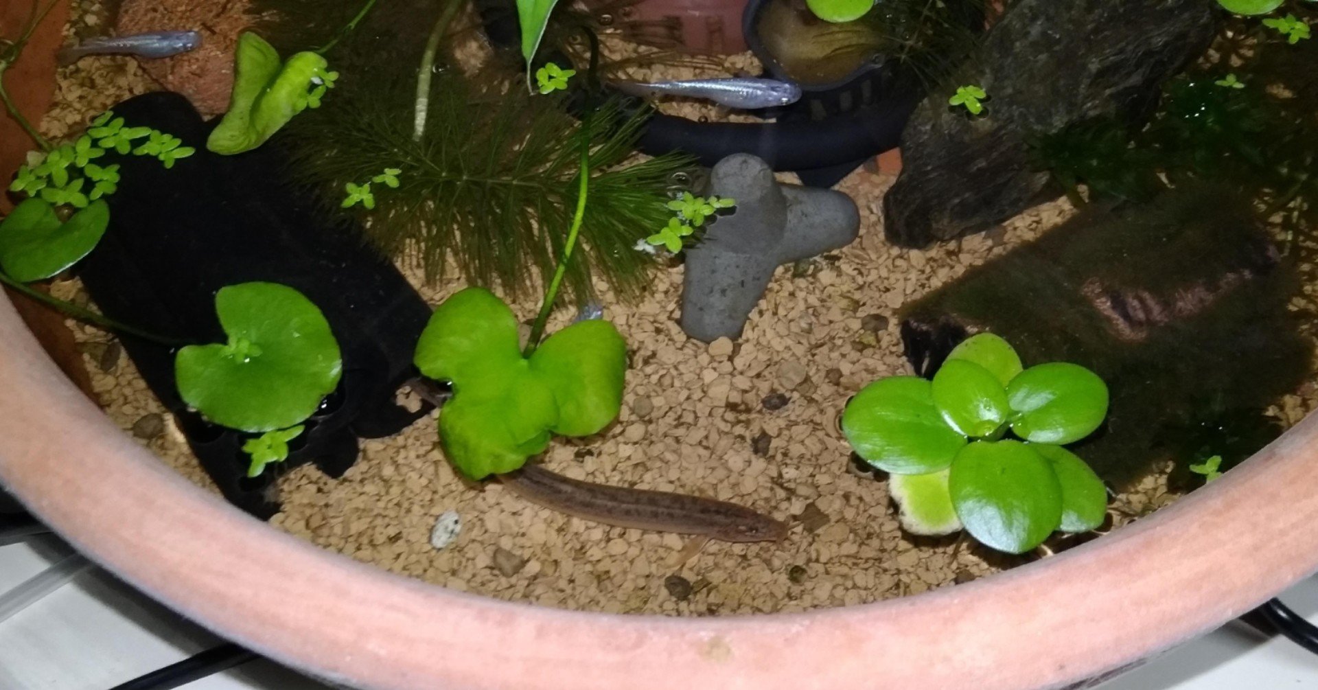 水槽 yuyuyu GEX aquarista AQUA-U WIDE 2.0 White | ジェックス株式会社