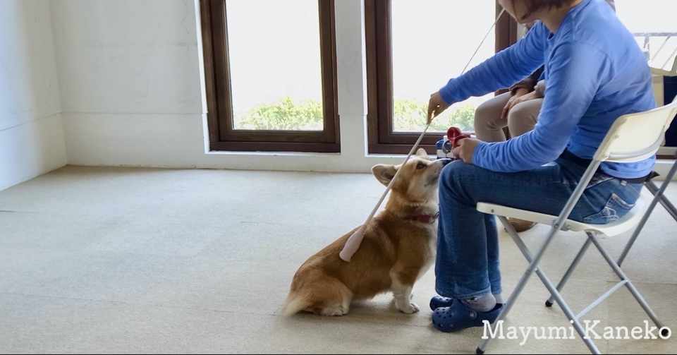 Tタッチ 犬へのアプローチ方法を変えてみる Mayumi Note