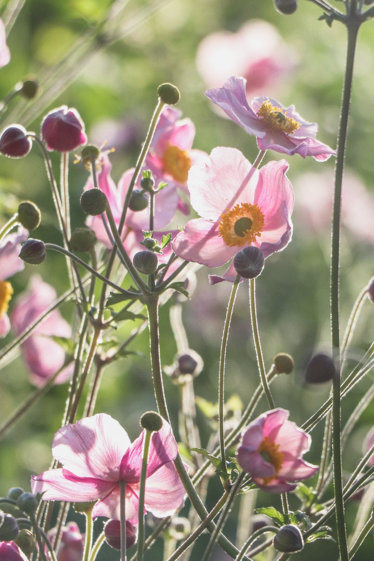 花脈の色っぽさ まつきれん Note 花脈の色っぽさ まつきれん Note
