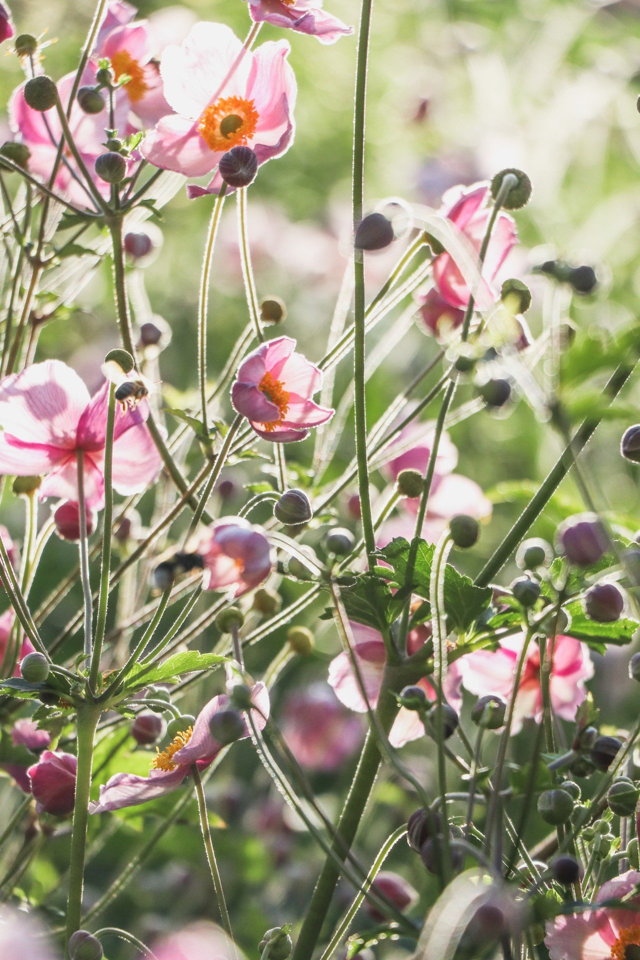 花脈の色っぽさ まつきれん Note 花脈の色っぽさ まつきれん Note