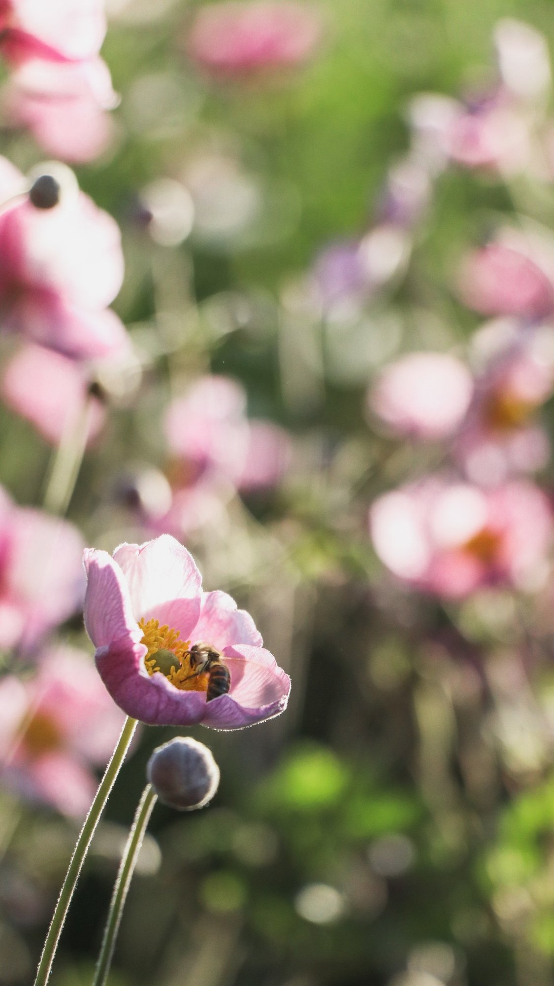 花脈の色っぽさ まつきれん Note 花脈の色っぽさ まつきれん Note