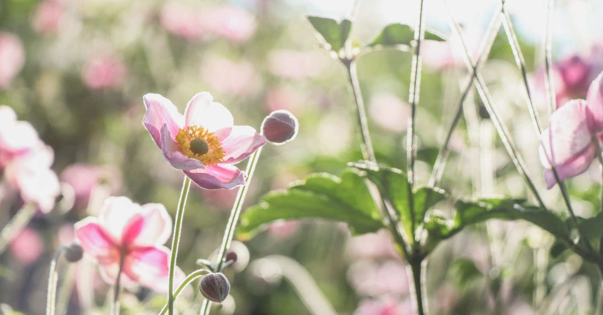 花脈の色っぽさ まつきれん Note 花脈の色っぽさ まつきれん Note