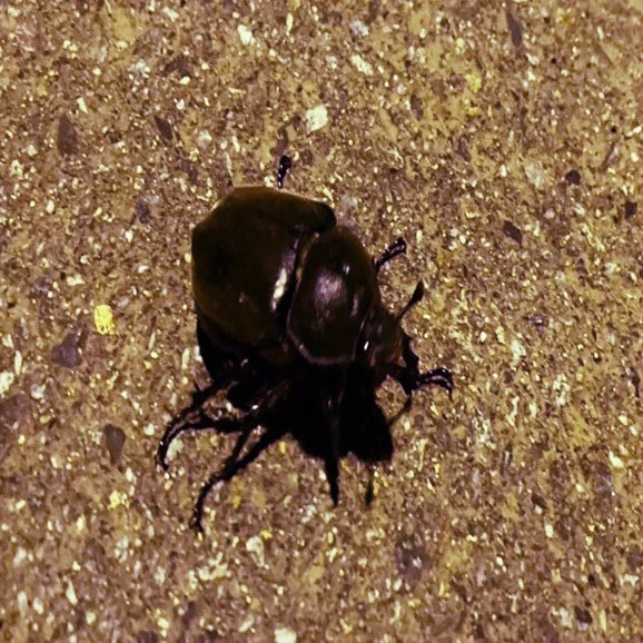 伝説のミヤマクワガタを求めて 飛騨の森でオトナの昆虫採集 竹本 純 田舎スローライフとデザインの記録 Note