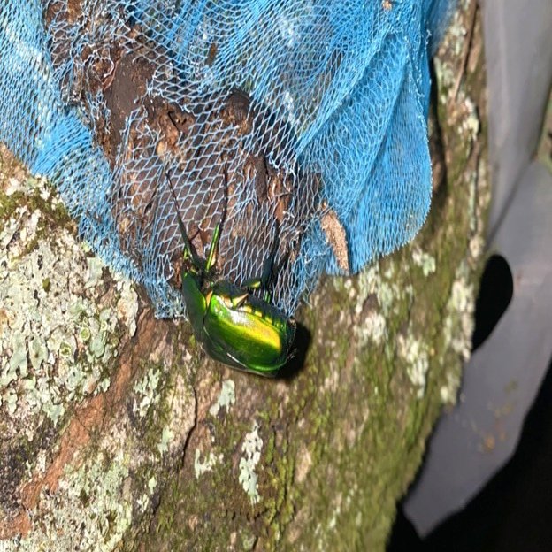 伝説のミヤマクワガタを求めて 飛騨の森でオトナの昆虫採集 竹本 純 田舎スローライフとデザインの記録 Note