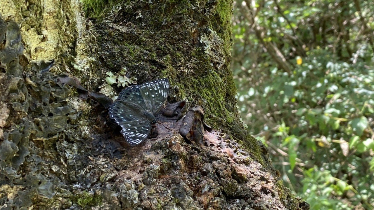 伝説のミヤマクワガタを求めて 飛騨の森でオトナの昆虫採集 竹本 純 Note