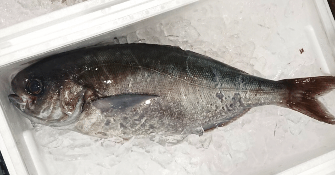 新潟 佐渡沖の目鯛 魚が来る 明日 新潟から 鮮魚通販 Note