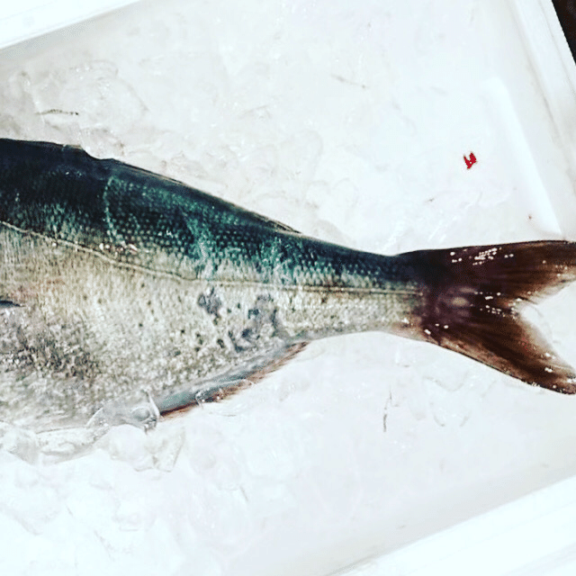 新潟 佐渡沖の目鯛 魚が来る 明日 新潟から 鮮魚通販 Note