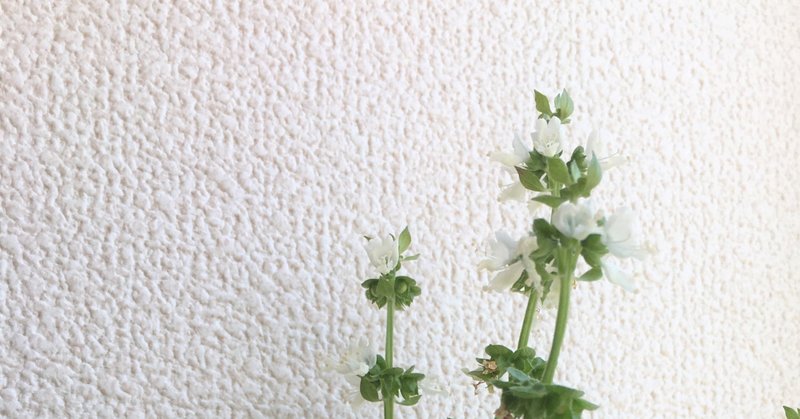 水耕栽培 バジル ついに種 ひとくちパン Note