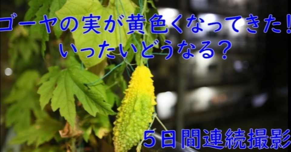ゴーヤの実が黄色くなってきた 何事だろう この先どうなる5日間連続撮影してみたら Yasu Note