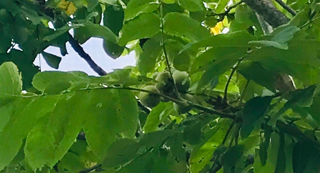 読書感想文 スーホの白い馬 大空ひろ Note 読書感想文 スーホの白い馬 大空ひろ Note