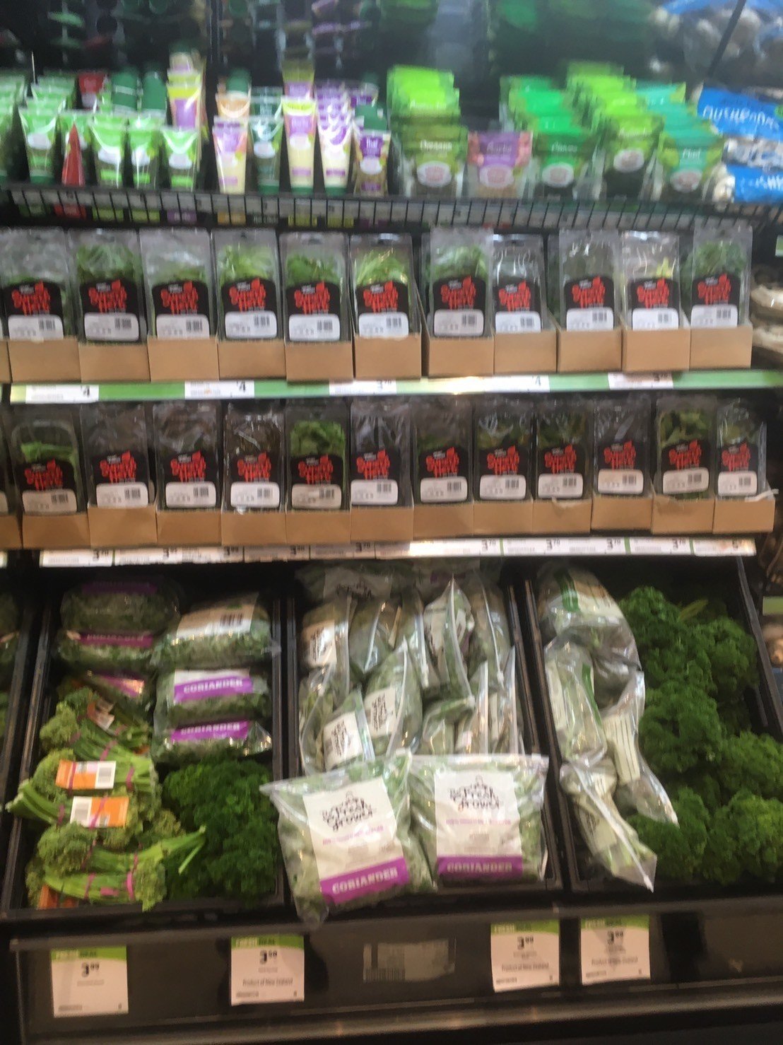 オークランド ニュージーランド のハーブたち ハーブおじさん Note オークランド ニュージーランド のハーブたち ハーブおじさん Note