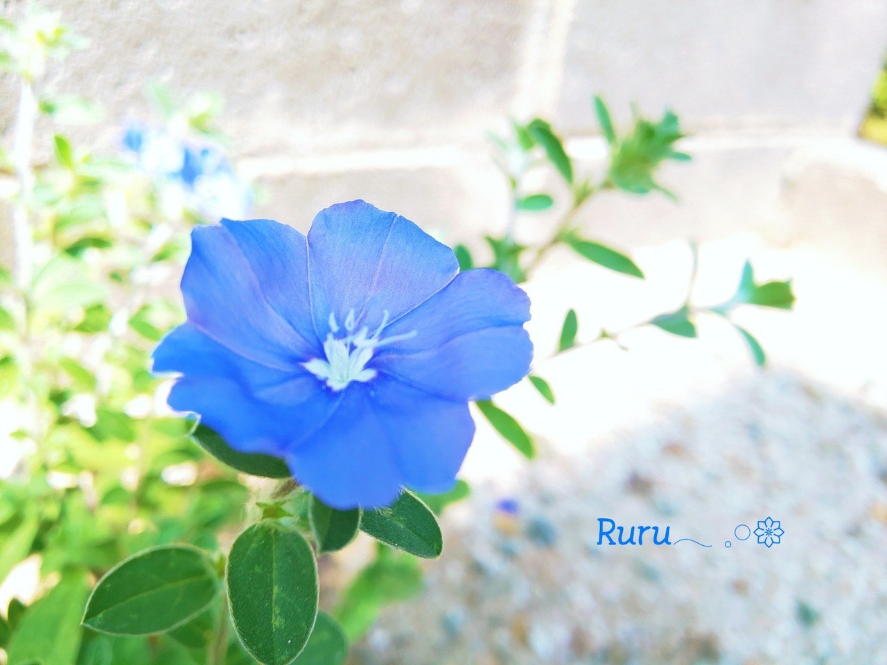 Summer Blue 切ない香り るん 詩的な日常 Note