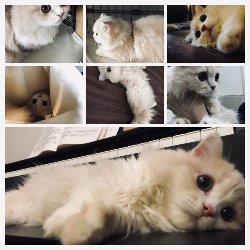 猫のルーク 光を運ぶねこ Toto Rulu Note
