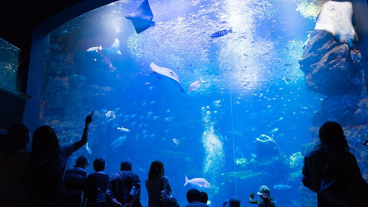 まだ一度も行ったことがないという母を連れて、久々に京都水族館に行ってきました。